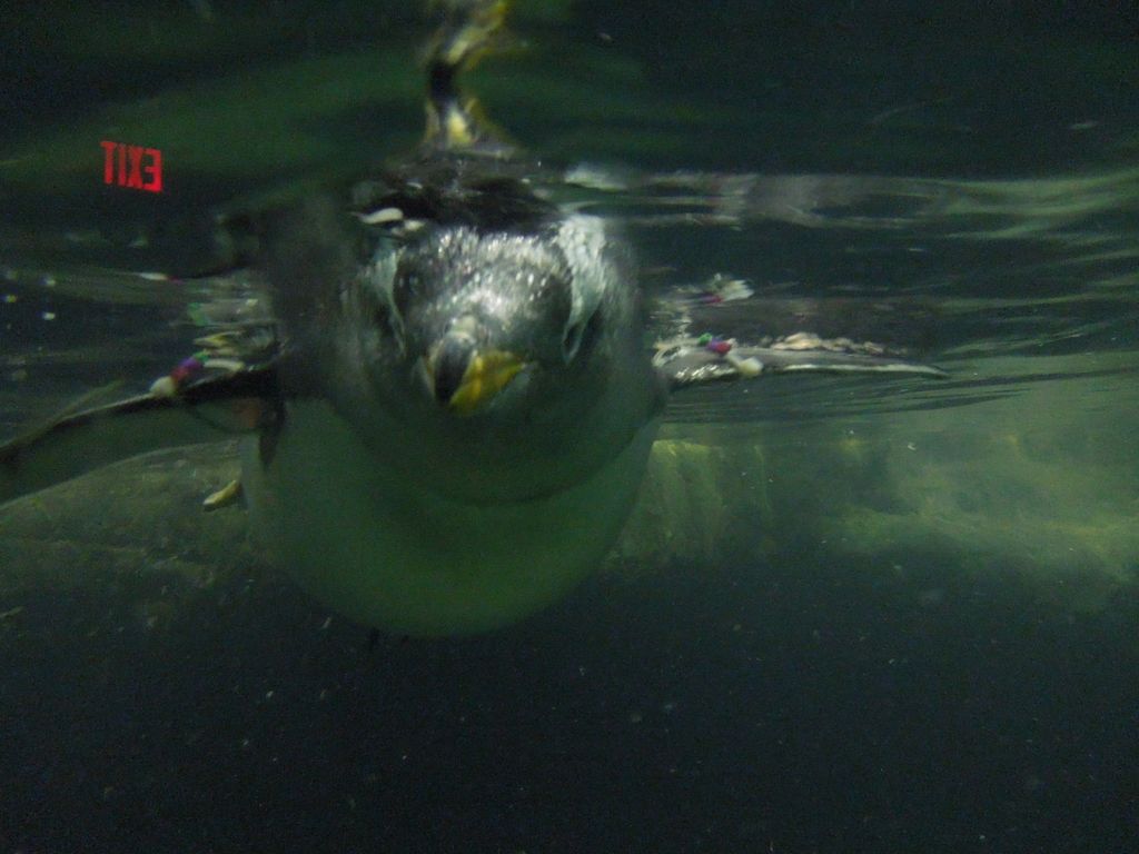 Central Park Seal Looks
