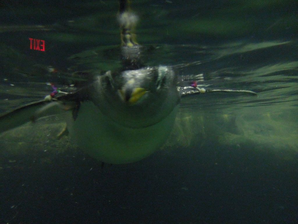 2014_09_22_zoo_0024.jpg (large)