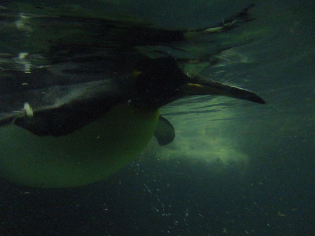 2014_09_22_zoo_0025.jpg (large)