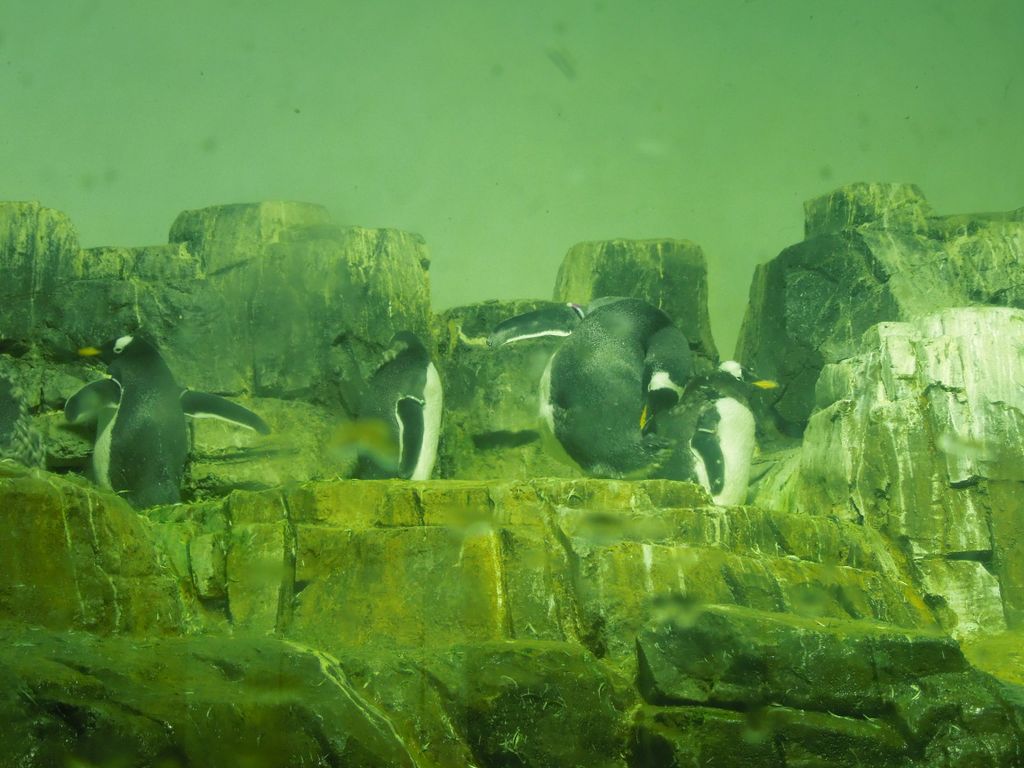 2014_09_22_zoo_0026.jpg (large)