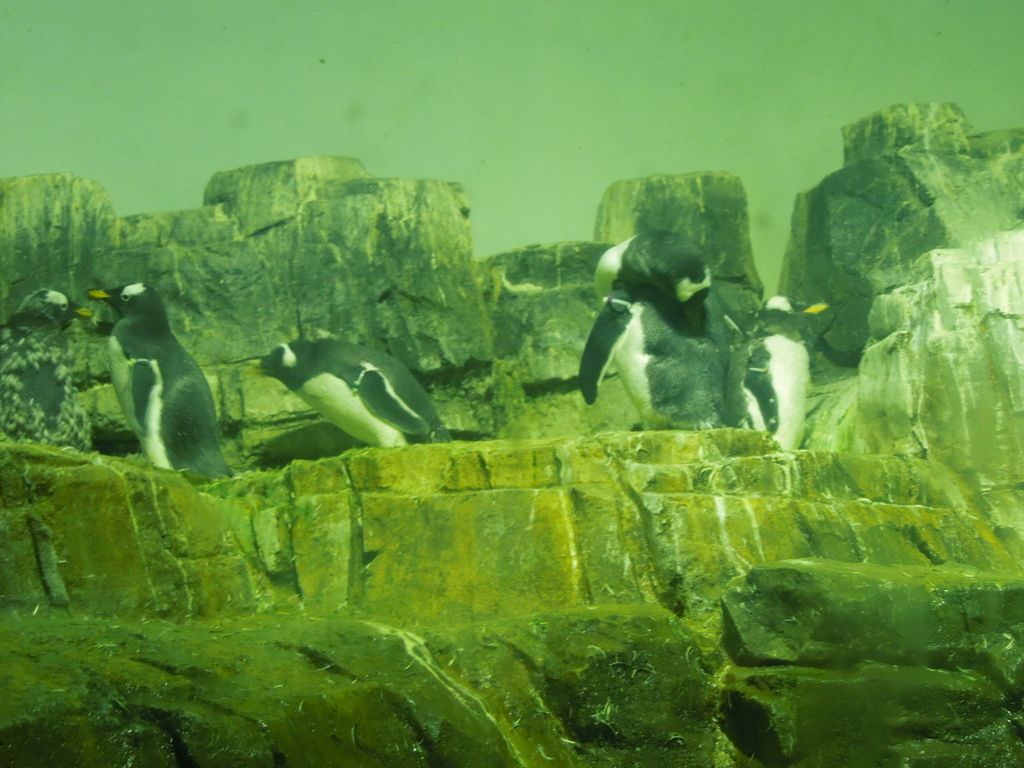 2014_09_22_zoo_0027.jpg (large)