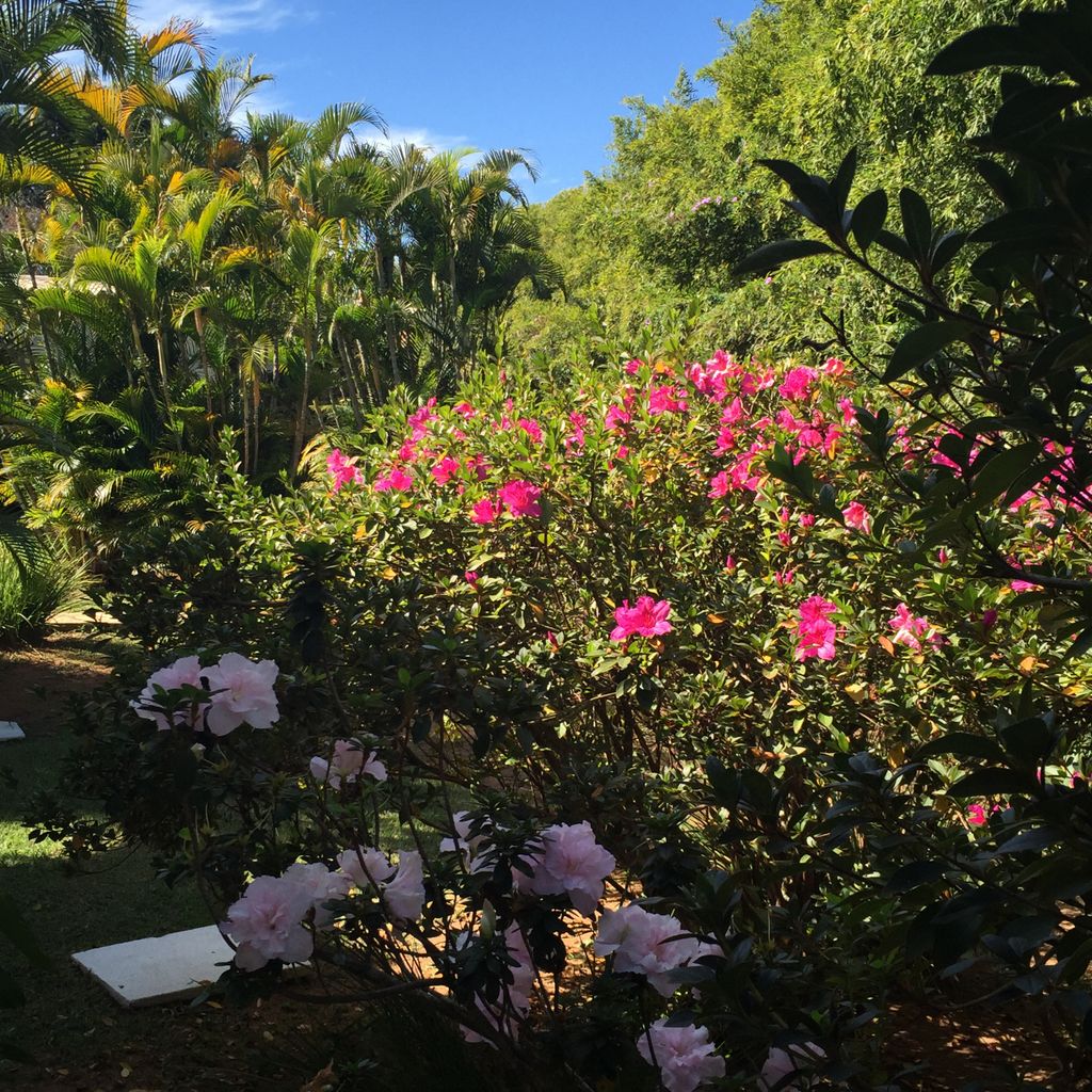 Garden in Oliveira