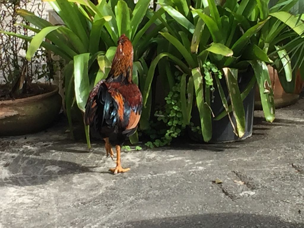 2015_07_23_rio_corcovado_1062.jpg (large)