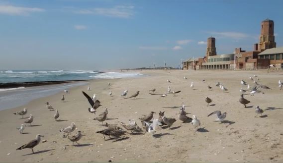 Feeding Seagulls at Riis Park